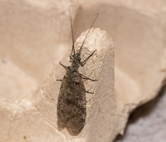 Archichauliodes diversus