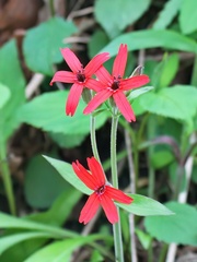 Silene virginica