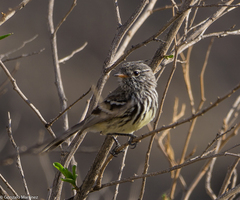 Anairetes flavirostris