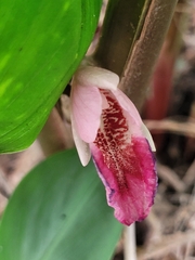 Boesenbergia rotunda