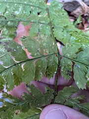 Dryopteris intermedia