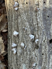 Biscogniauxia atropunctata