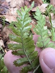Dryopteris intermedia