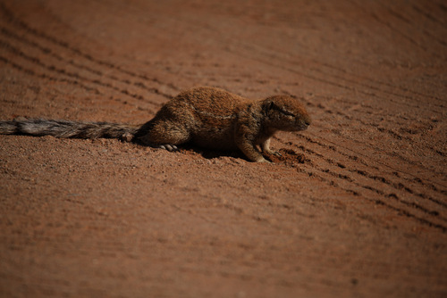 South African Ground Squirrel, photo 8 of 10