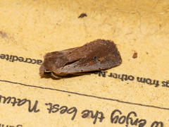 Ichneutica atristriga