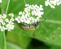 Pseudovadonia