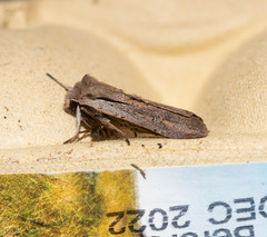 Ichneutica atristriga