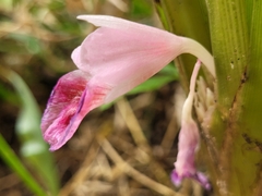 Boesenbergia rotunda