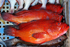 Cephalopholis taeniops