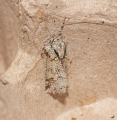 Declana floccosa