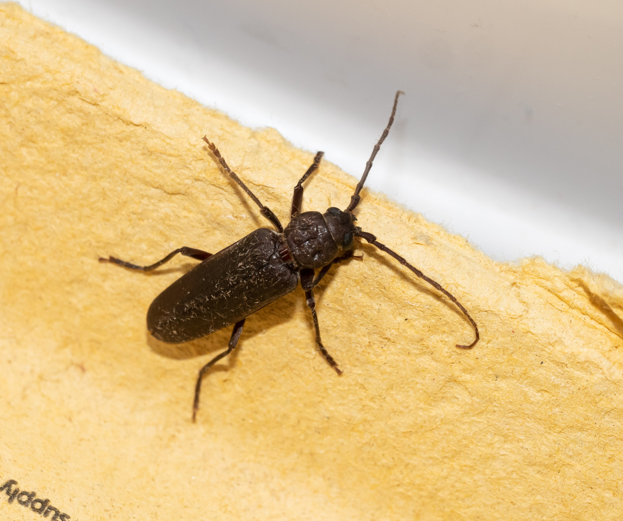 Arhopalus ferus (Mulsant, 1839)