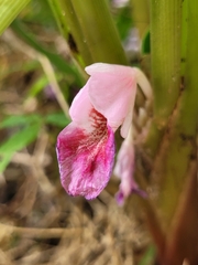 Boesenbergia rotunda
