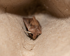 Ichneutica atristriga