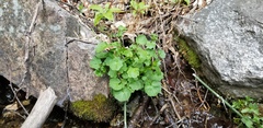 Cardamine breweri