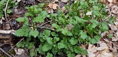 Cardamine breweri