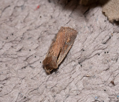 Ichneutica atristriga