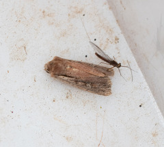 Ichneutica atristriga