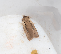 Ichneutica atristriga