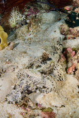 Cymbacephalus beauforti