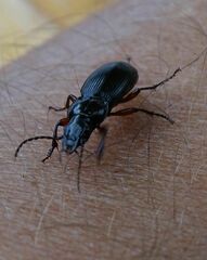 Pterostichus madidus