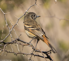 Knipolegus aterrimus
