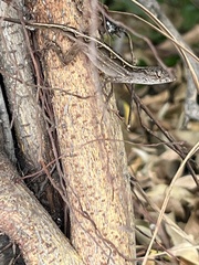 Anolis sagrei