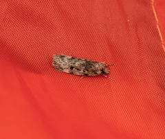 Barea exarcha