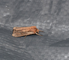 Ichneutica atristriga