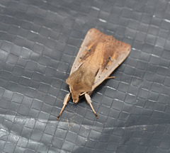 Ichneutica atristriga