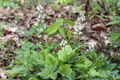 Tiarella wherryi