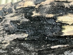 Chaetosphaerella phaeostroma