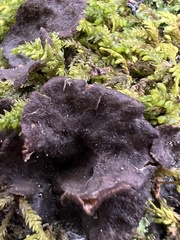 Peltigera evansiana