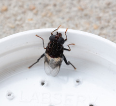 Helophilus cingulatus