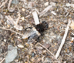 Helophilus cingulatus