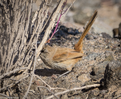Steinbach's Canastero (Pseudasthenes steinbachi), photo 9