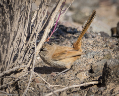 Pseudasthenes steinbachi