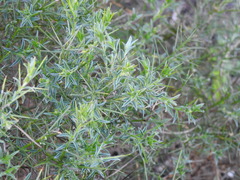 Genista hirsuta