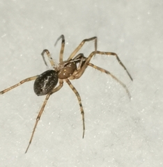 Stemonyphantes lineatus