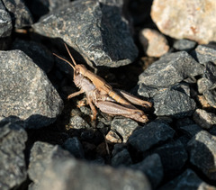 Phaulacridium marginale