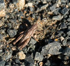 Phaulacridium marginale