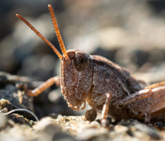 Phaulacridium marginale