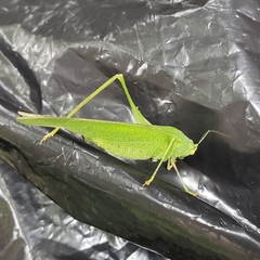 Phaneroptera nana
