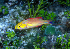 Cirrhilabrus johnsoni