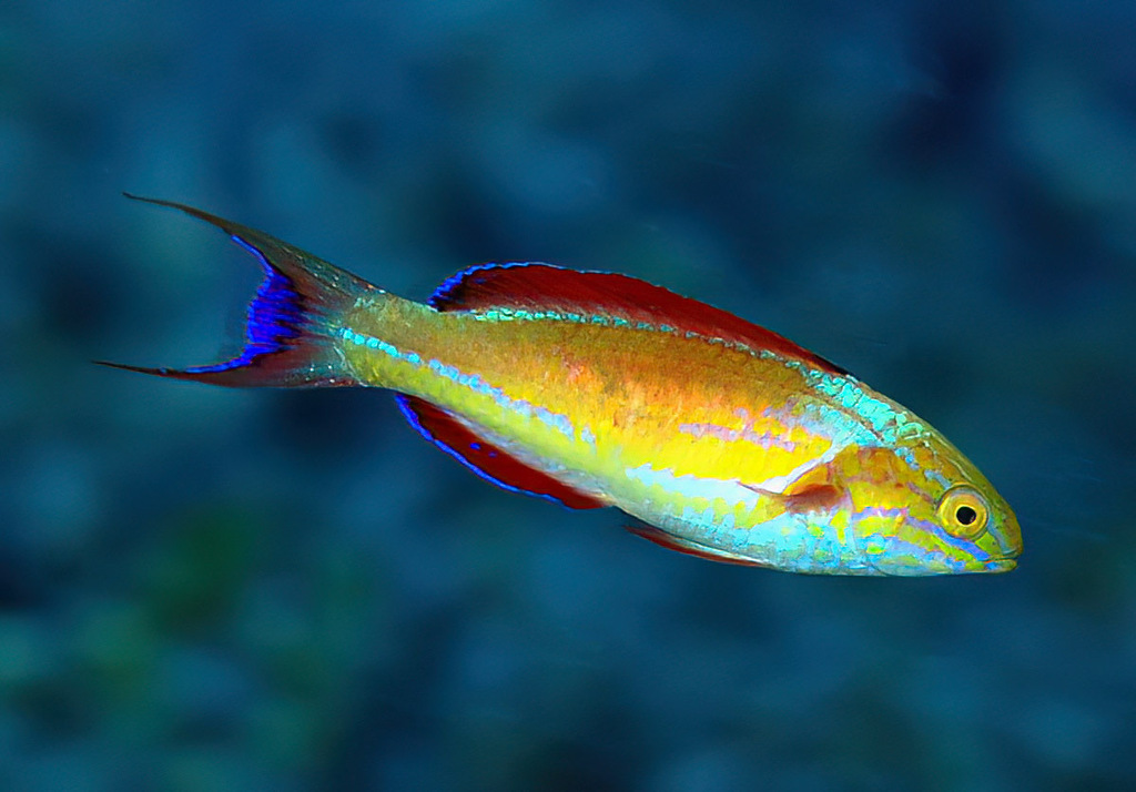 Johnson's fairy wrasse (Cirrhilabrus johnsoni) — Labridae