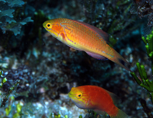 Johnson's fairy wrasse (Cirrhilabrus johnsoni) — Labridae — 2