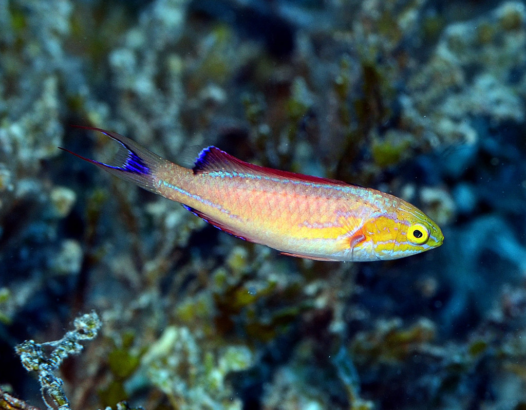 Johnson's fairy wrasse (Cirrhilabrus johnsoni) — Labridae