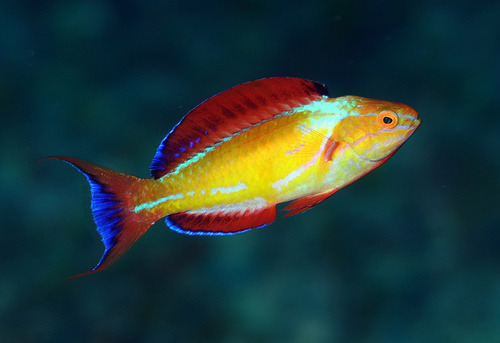 Johnson's fairy wrasse (Cirrhilabrus johnsoni) — Labridae — 4