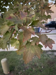 Acer leucoderme