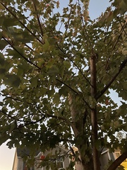 Acer leucoderme