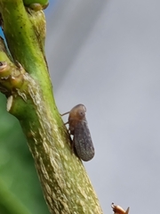 Scolypopa australis